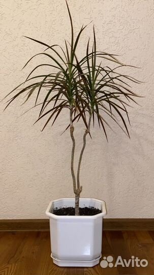 Комнатные цветы: драцена, кактус