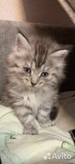 Котята в самые добрые и ответственные руки