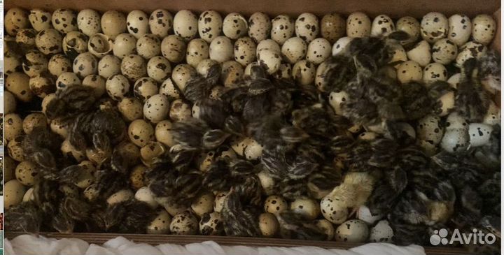 Яйцо перепелиное пищевое и инкубационное