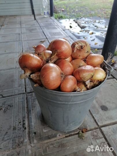 Продается лук