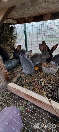 Кролики мясных пород