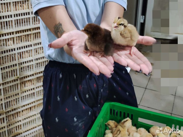 Цыплята суточные и подрощенные