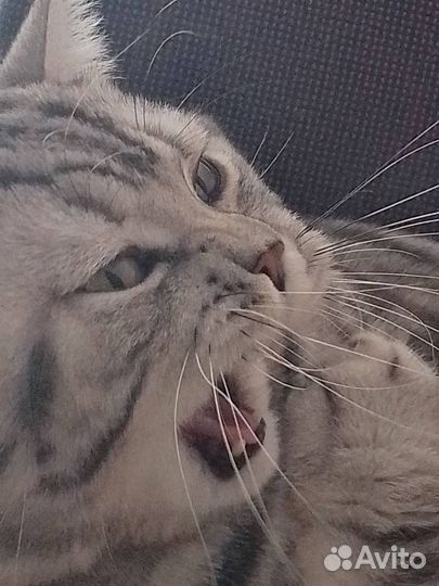 Шотландский кот вязка