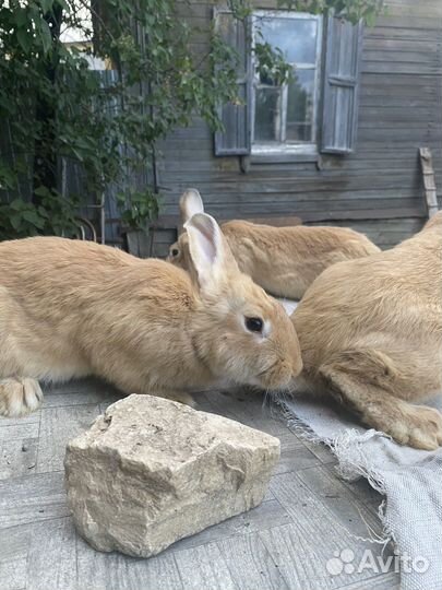 Кролики разных возрастов
