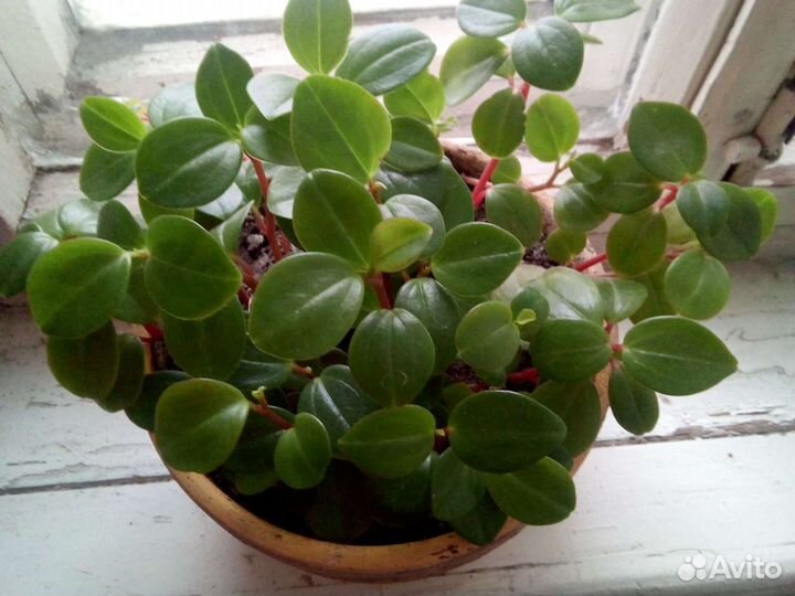 Пеперомия комнатная декоративная