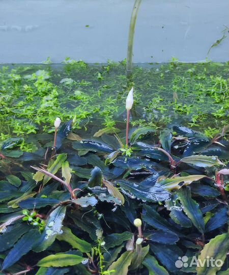 Буцефаландры