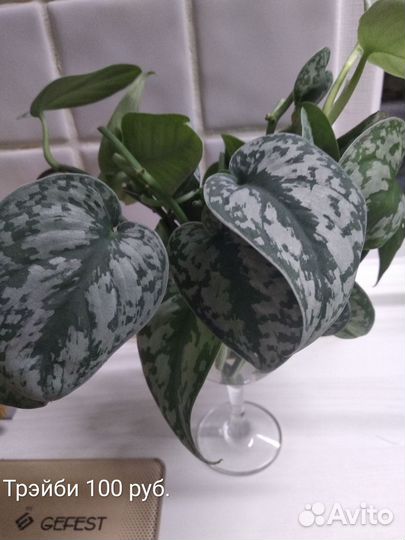 Эпипремнумы и сциндапсусы