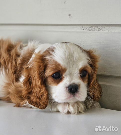 Девочка кавалер Кинг Чарльз спаниель