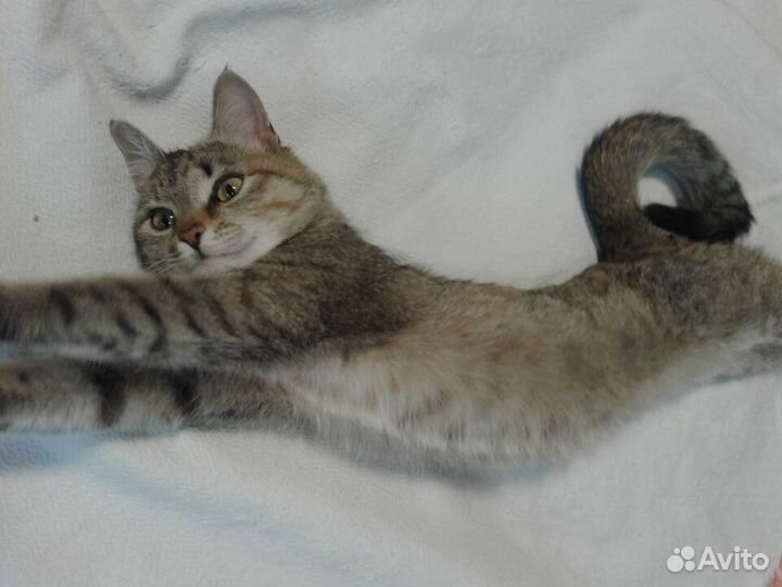 Котенок (4,5 месяца, девочка)