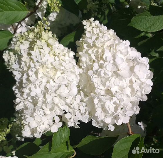 Хоста Токудама Флавоцирциналис и др крупные хосты