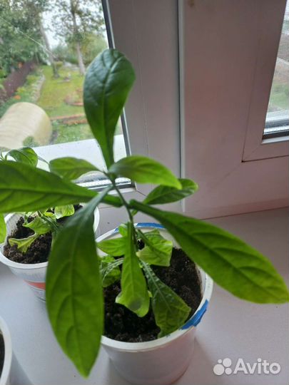 Пахистахис желтый