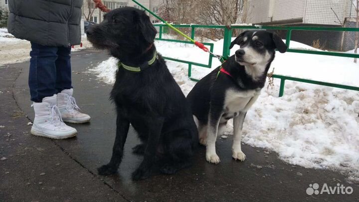 Очаровательные умные собаки ищут дом