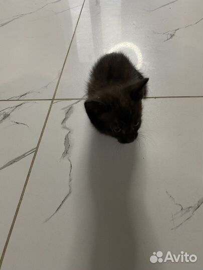 Котята в добрые руки 1 месяц