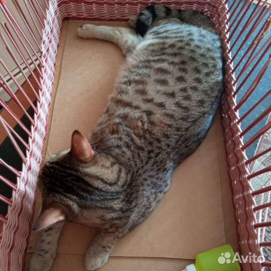 Лежанка для кошек