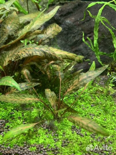 Криптокорина Нури