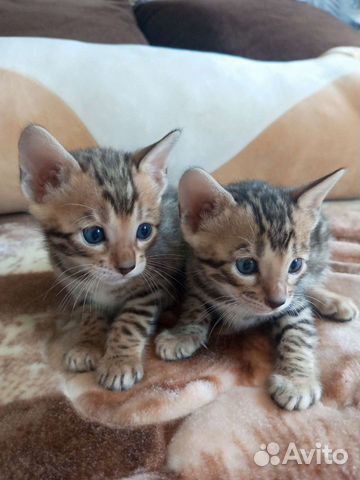 Радость в ваш дом - Бенгальские котята объявление продам