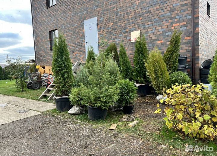 Пихта Нордмана для живой изгороди