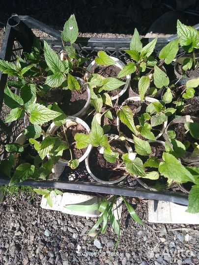 Колокольчик Такесимана, многолетний