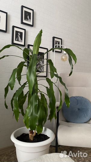 Драцена душистая