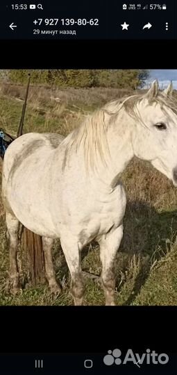Продам лошадь