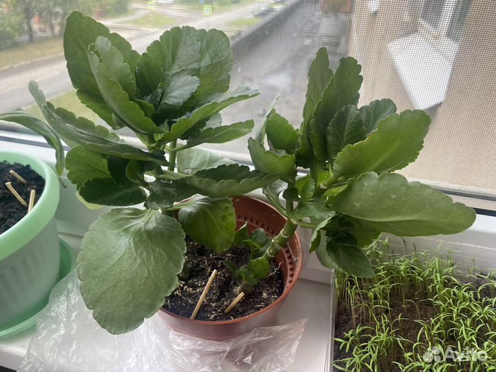 Комнатные цветы каланхоэ