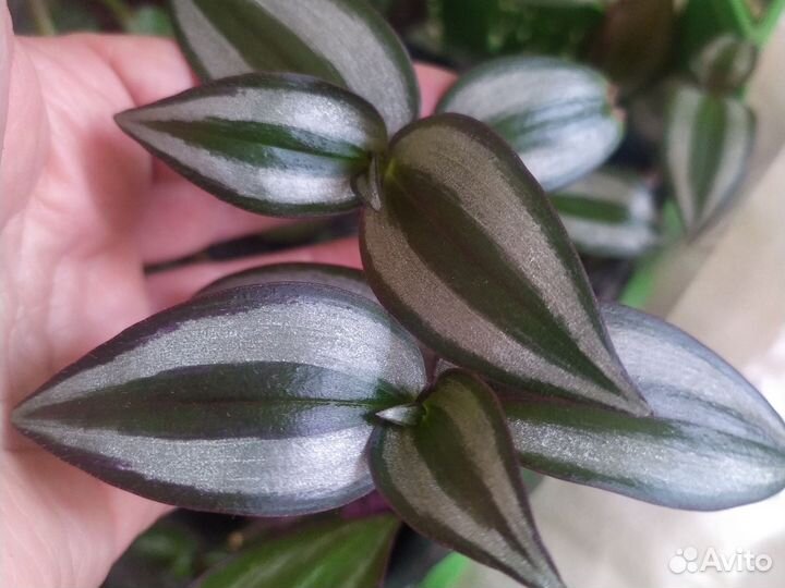 Традесканция рео и другие сортовые