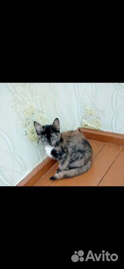 Кошка в дар