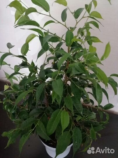 Фикус бенджамина Наташа