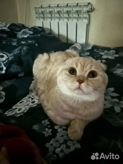 Шотладский вислоухий