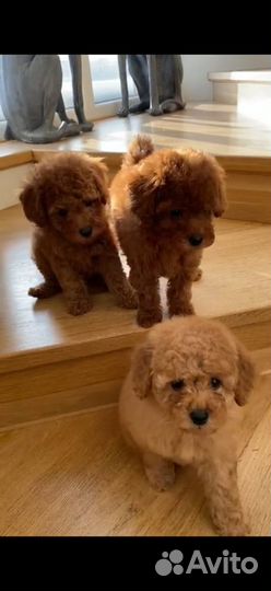 Мальтипу красавчики