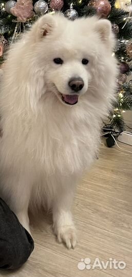 Собачья шерсть Самоеда