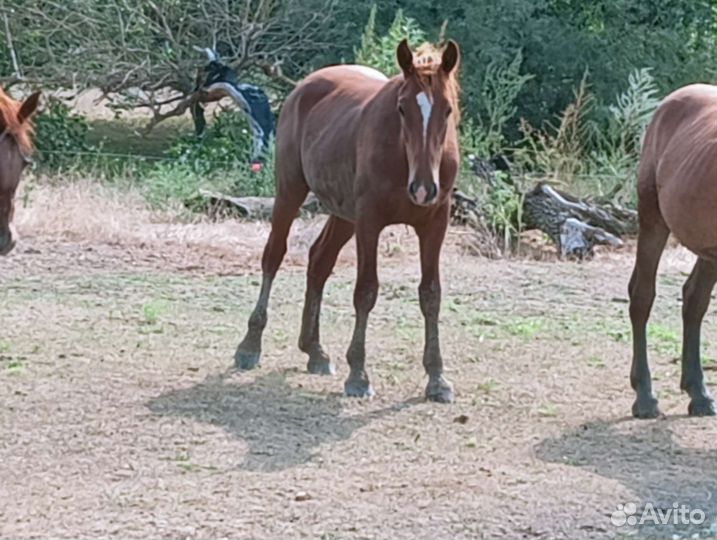 Лошадь жеребец