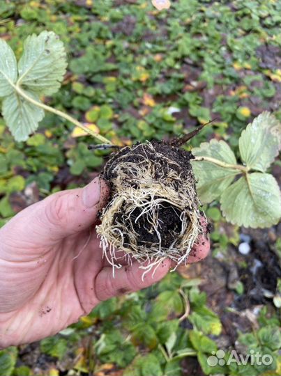 Рассада клубники