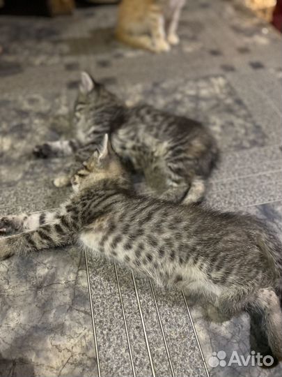 Котята мальчики и девочки