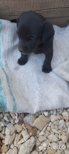 Два щенка мальчики в добрые руки