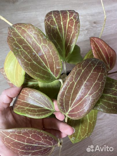 Хойя Hoya Yenyen seedling (ByPatcharawalai)