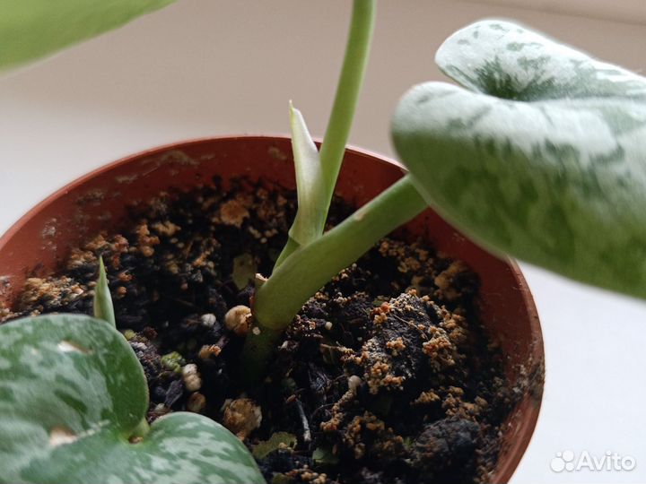 Комнатные растения сциндапсус