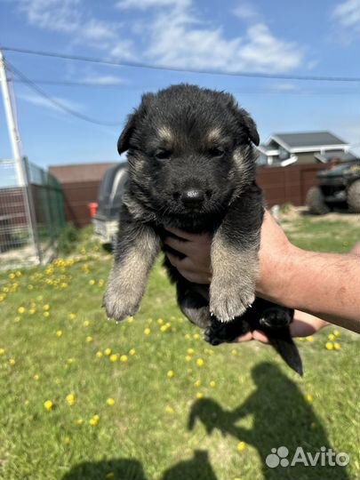 Щенки восточноевропейской овчарки