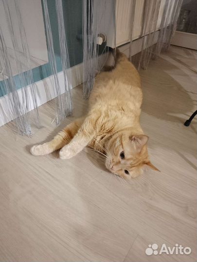 Кошка в дар бесплатно