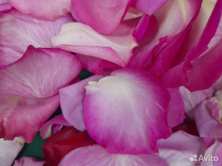 Лепестки роз