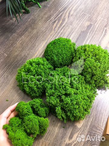 Королевский ягель классический