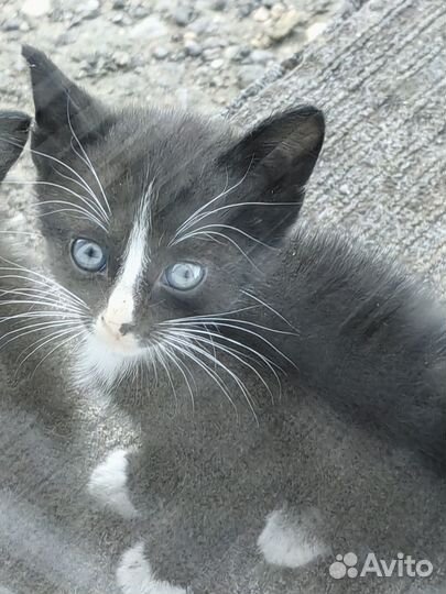 Котята в добрые руки бесплатно