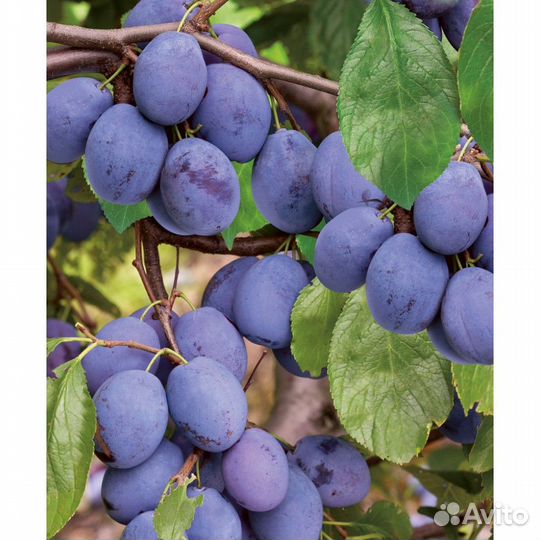 Саженцы слива 