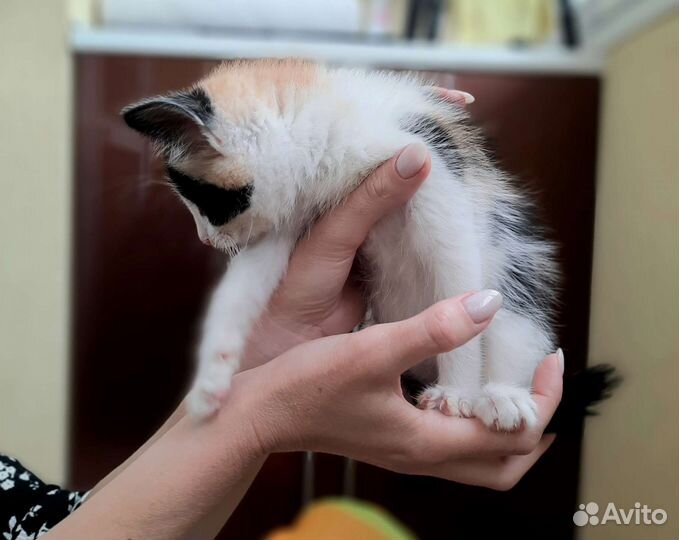 Трехцветная кошка бесплатно