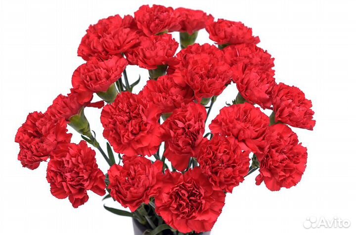 Цветы. Гвоздика оптом