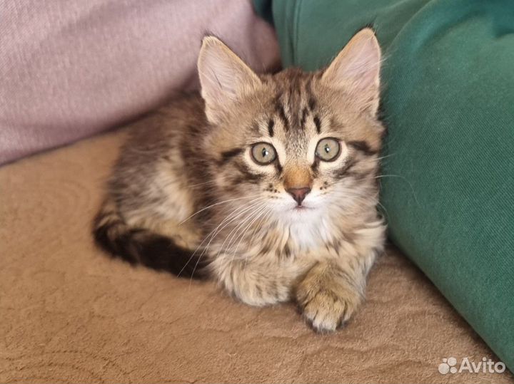 Котята в добрые руки бесплатно