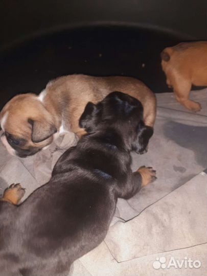 Французский бульдог-чудо из чудес)