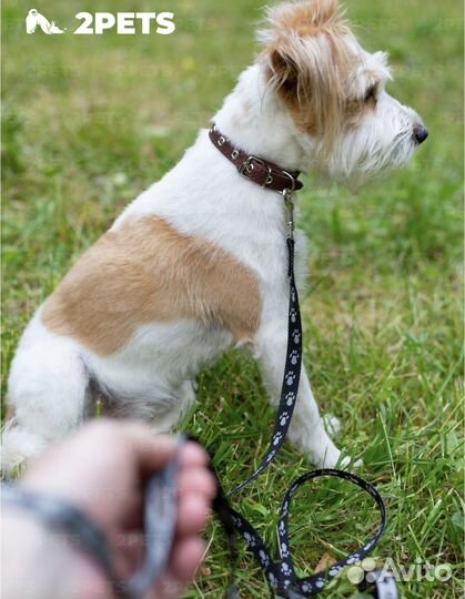 Ошейник и поводок