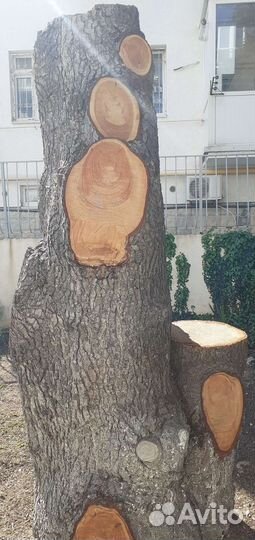 Продаю пень для будущей скульптуры