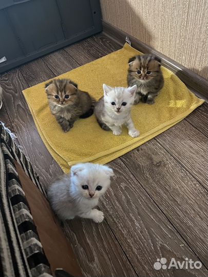 Шотландские котята